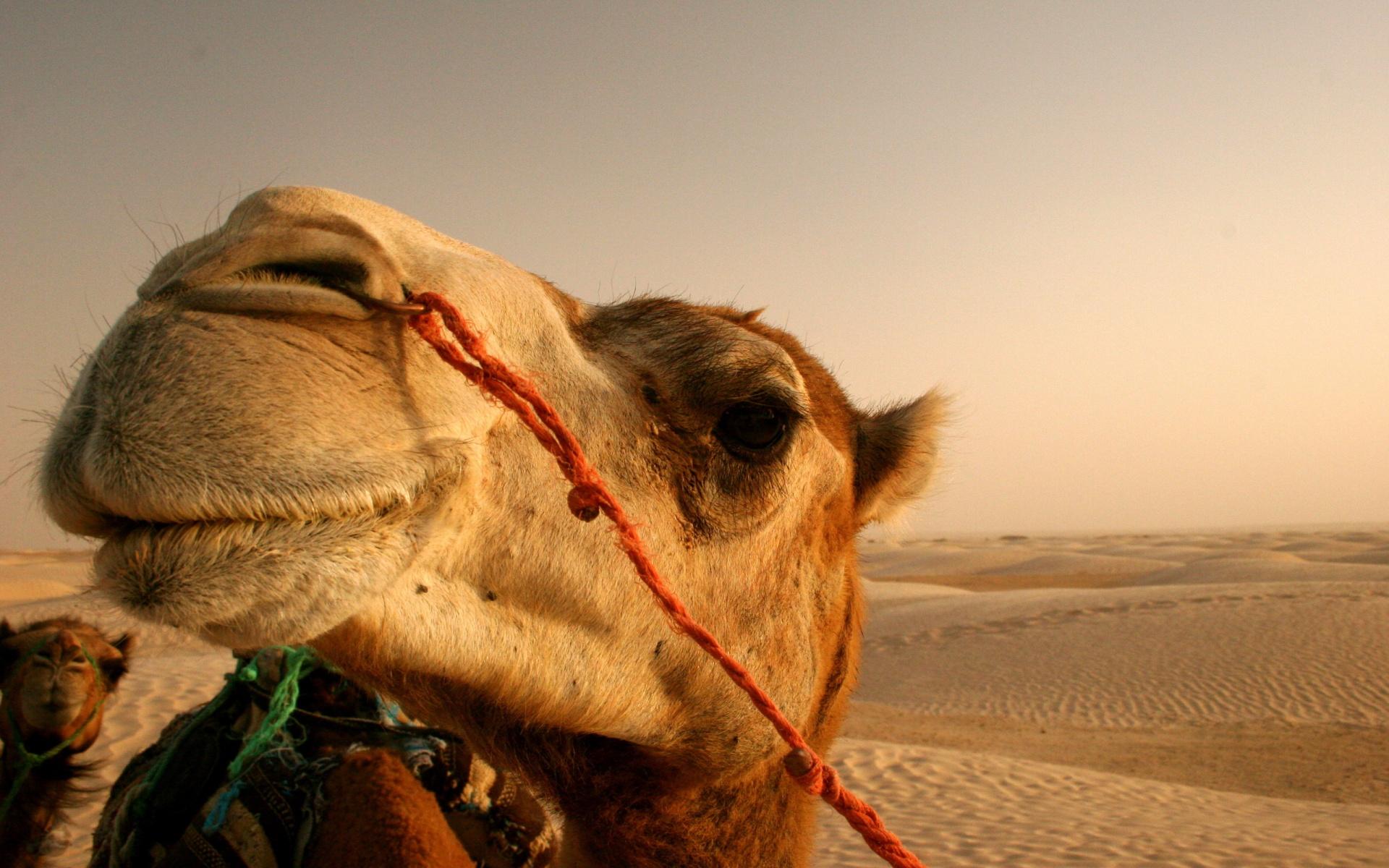 Camel HD Wallpapers