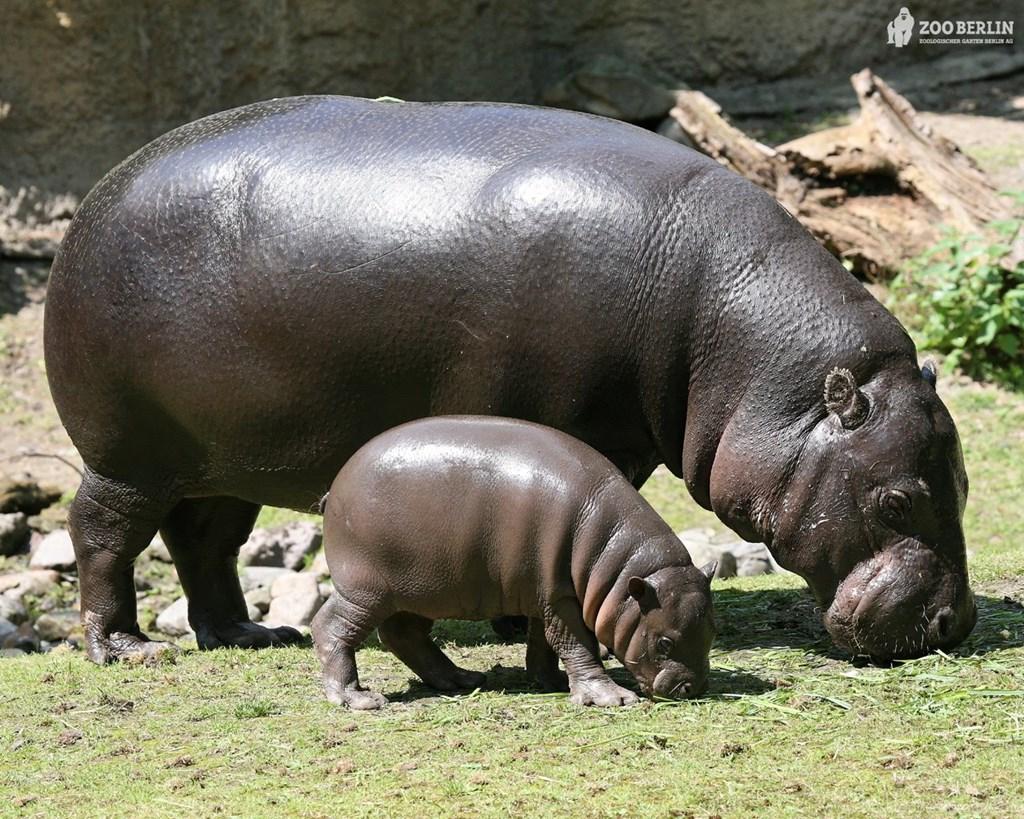 px High Quality Hippopotamus Wallpapers Desktop Backgrounds