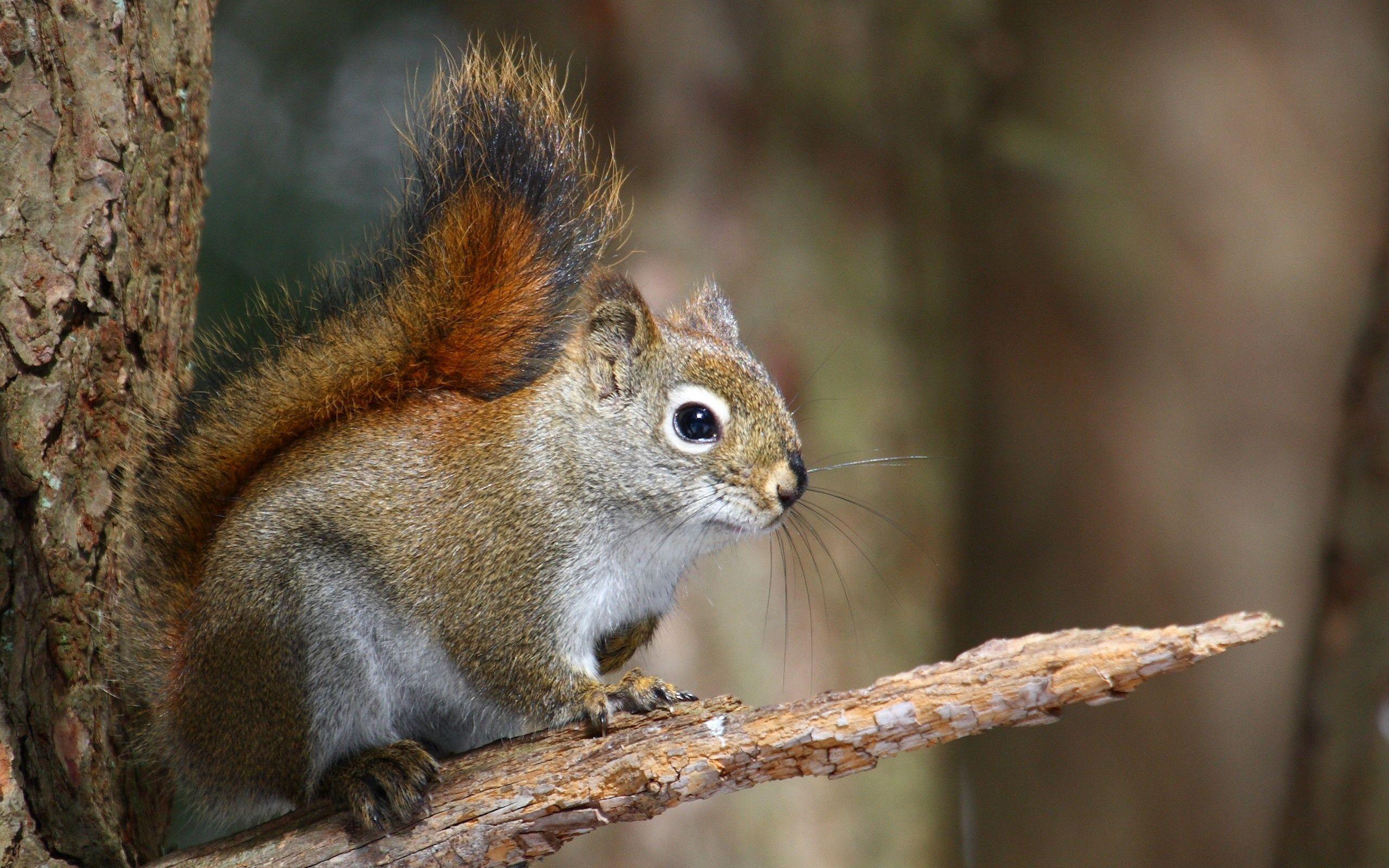 American Red Squirrel