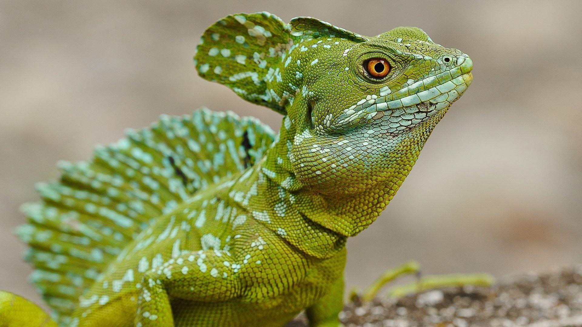 Colorful Lizard Wallpapers Desktop