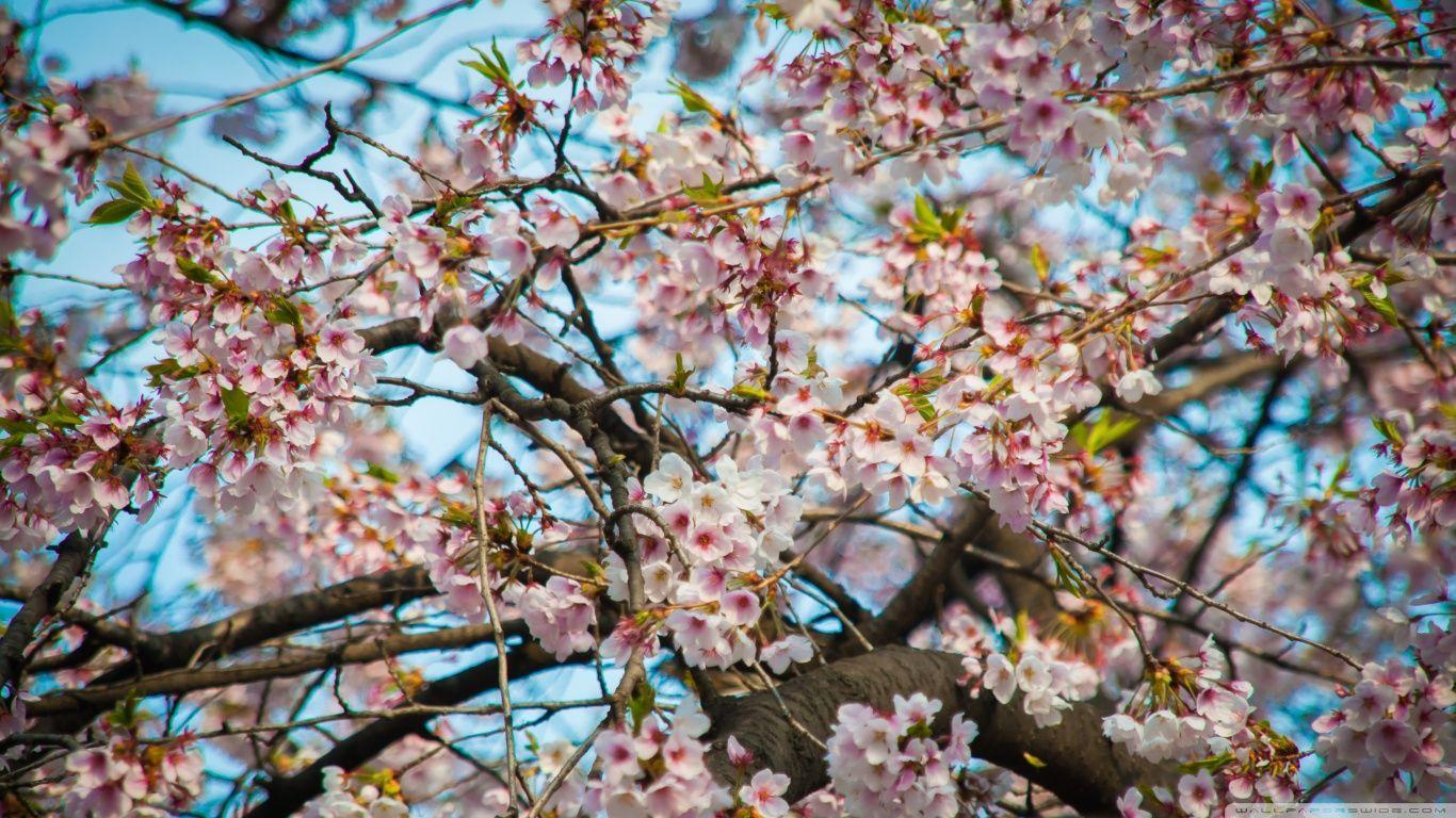 Cherry Blossom Seoul HD desktop wallpapers : Widescreen : High