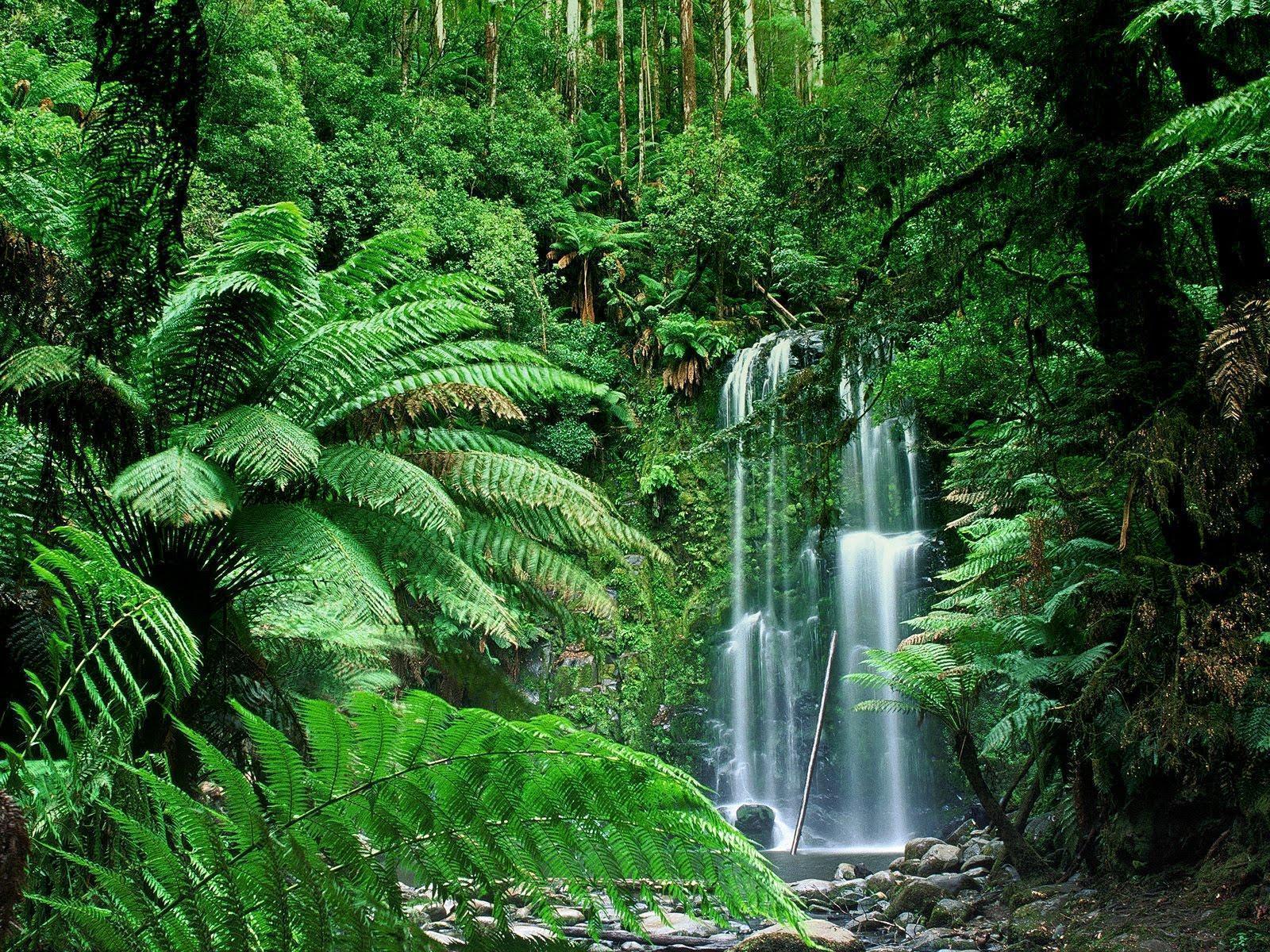 Beauchamp Falls, Victoria, Australia Wallpapers