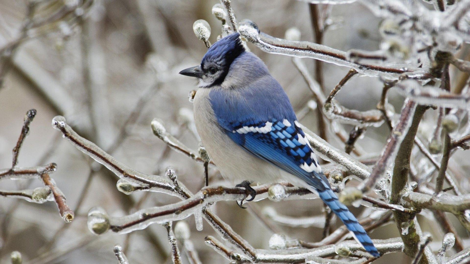 Blue Jay Wallpapers