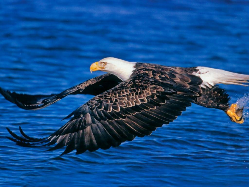 Bald Eagle Desktop Wallpapers