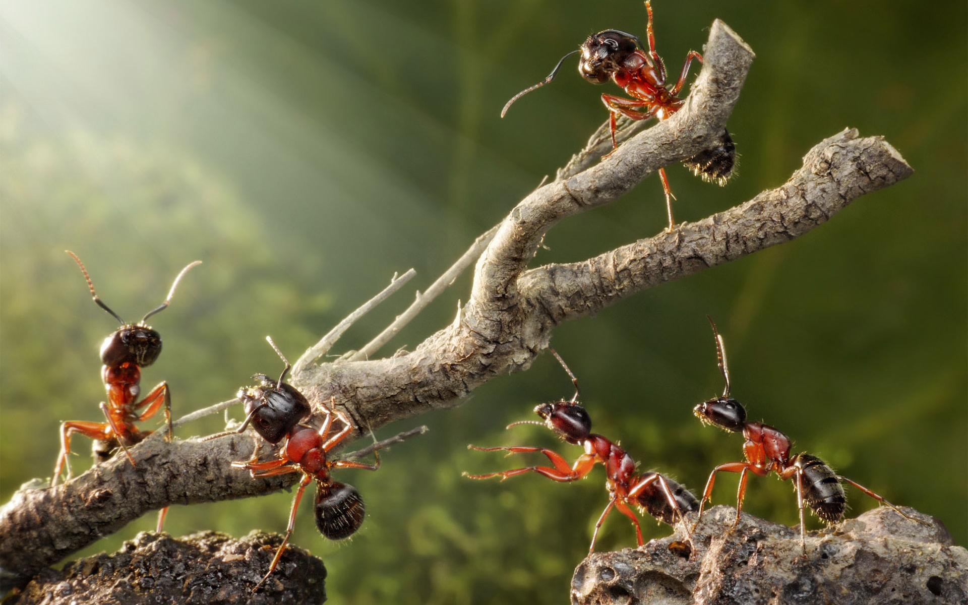 Ant HD Wallpapers