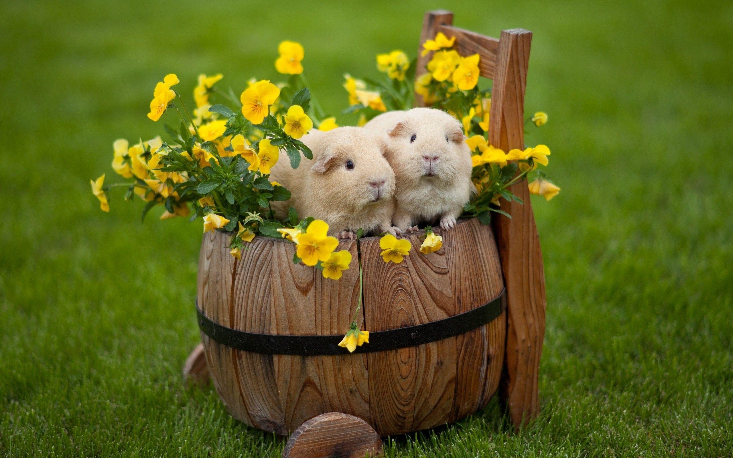 55 Guinea Pig HD Wallpapers