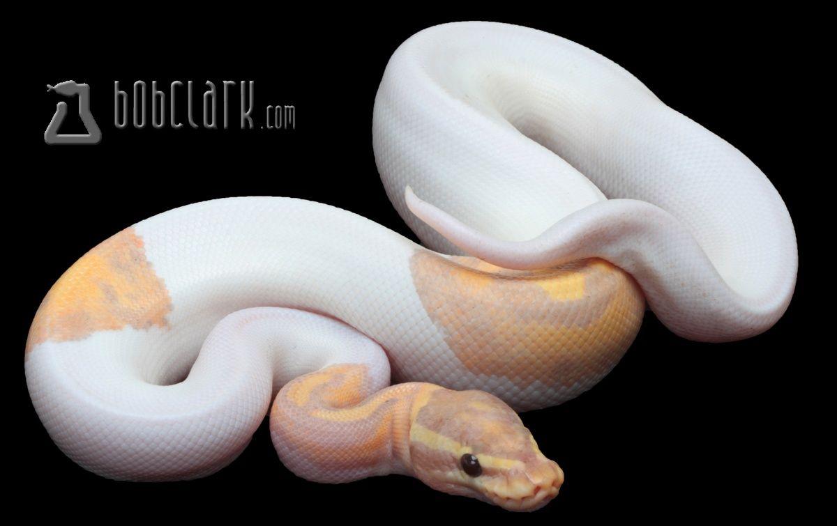 Banana Pied Ball Python by Bob Clark Reptiles