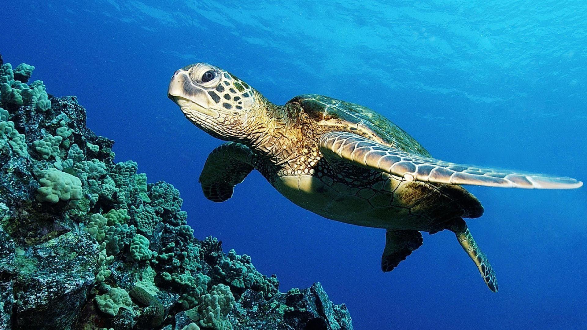 Sea Turtle Wallpapers