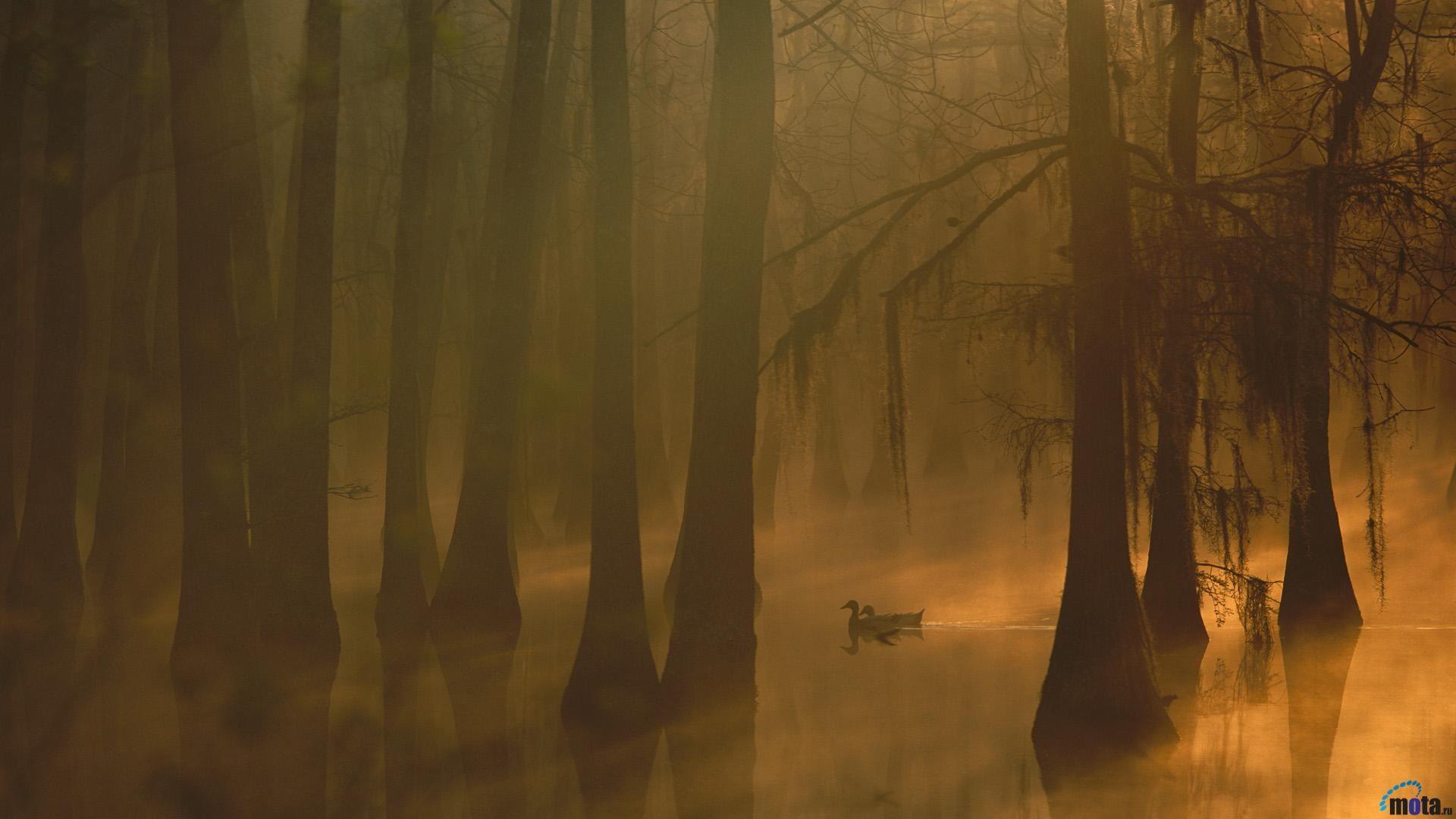 Louisiana Swamp Wallpapers