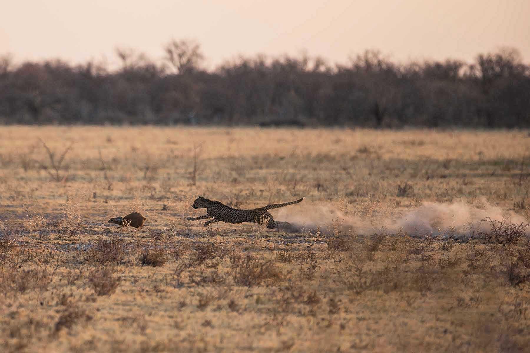 Makgadikgadi