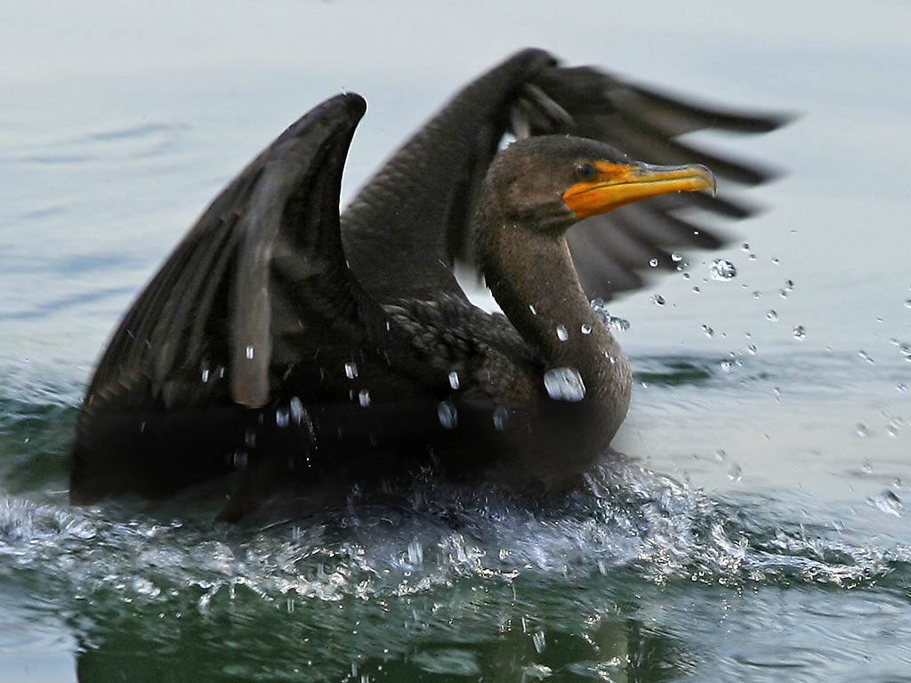 Cormorant Wallpapers