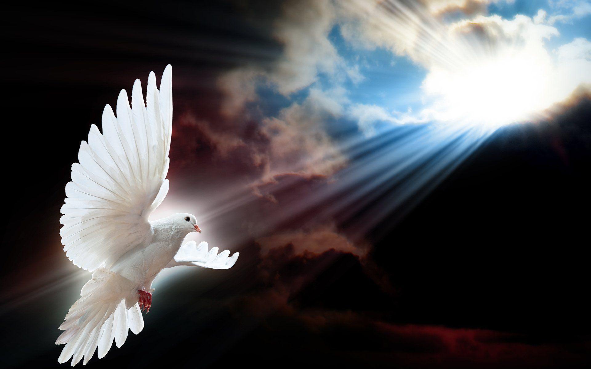 51 Dove HD Wallpapers