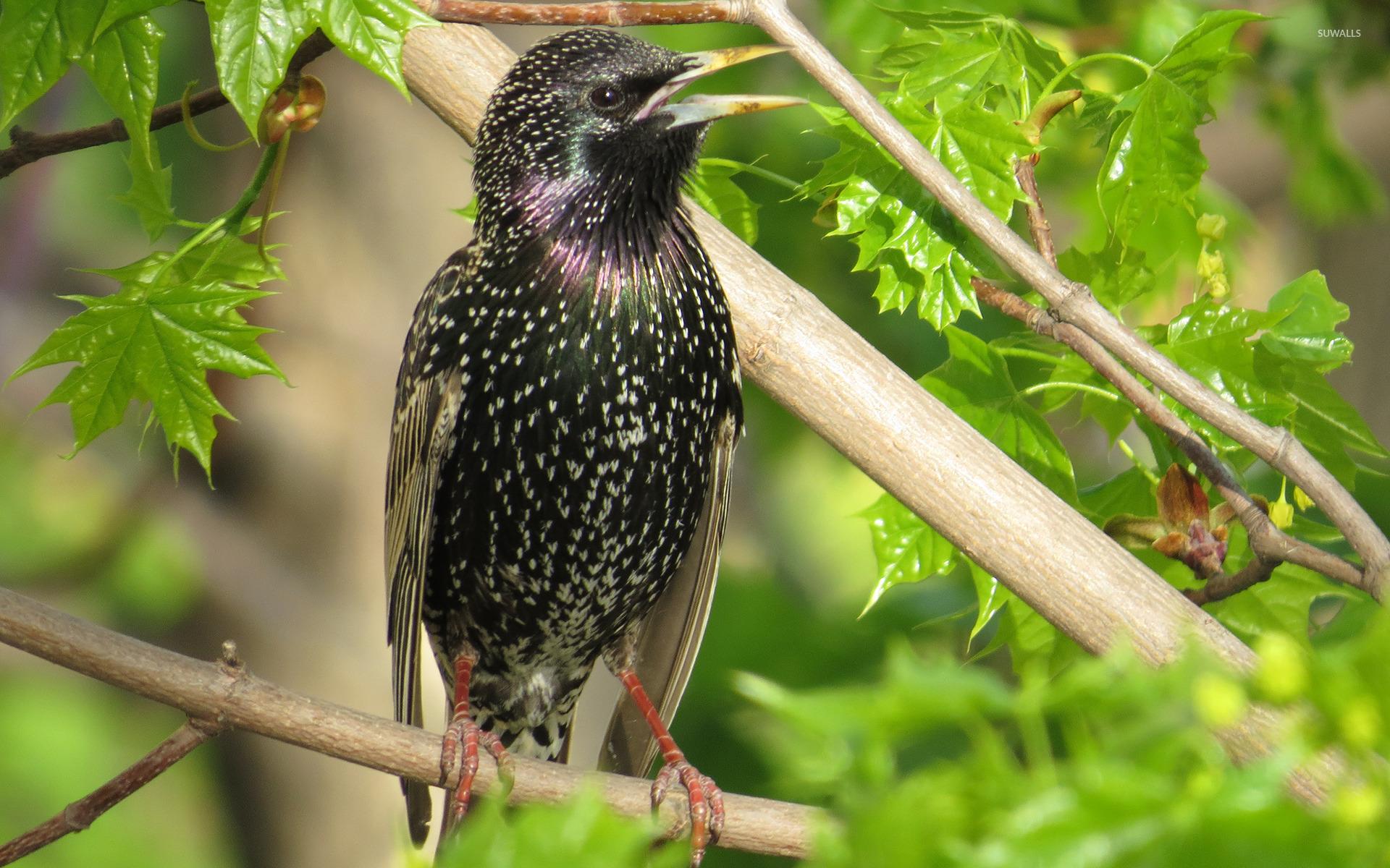 European starling wallpapers