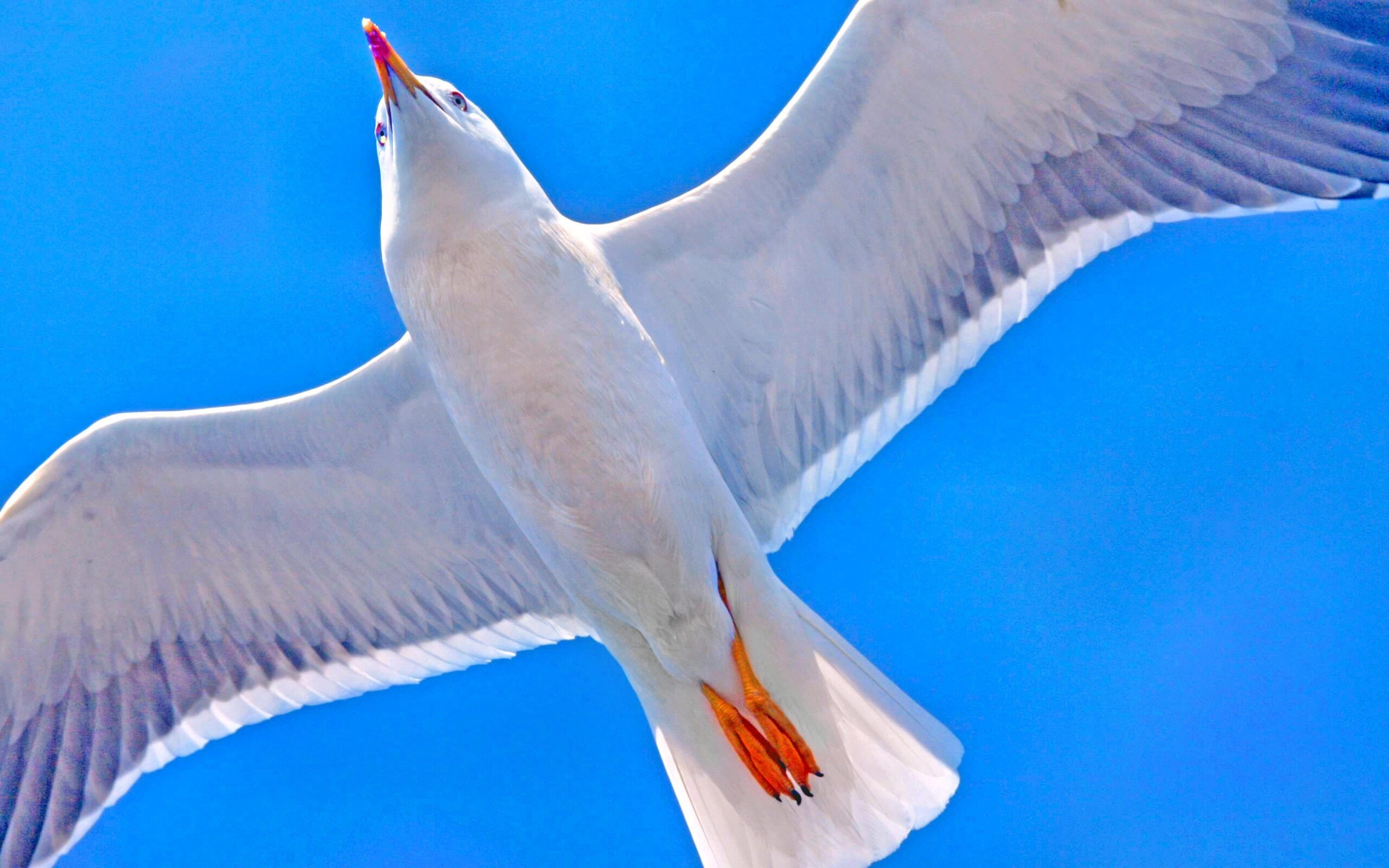 Seagulls Wallpapers HD