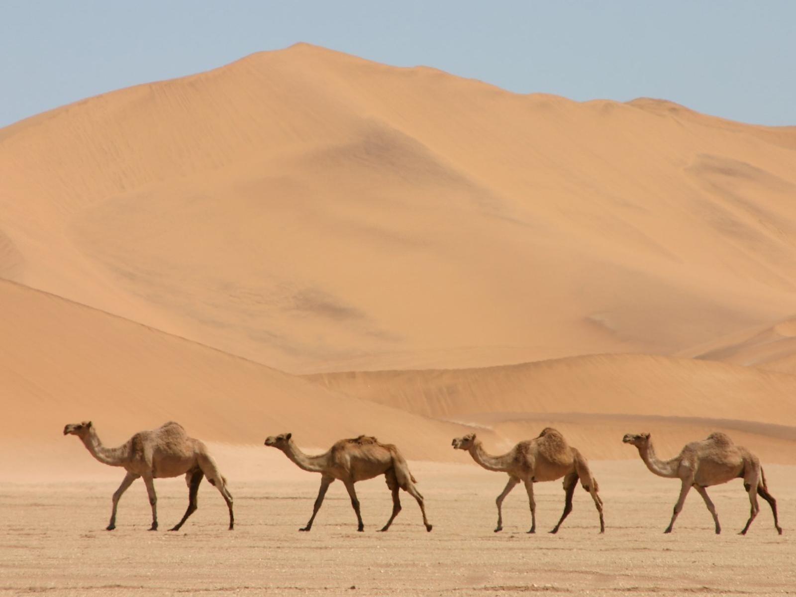 Camel Wallpapers 6