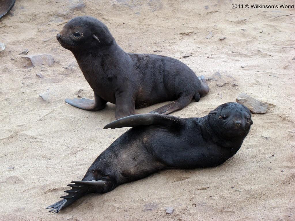 eared seals