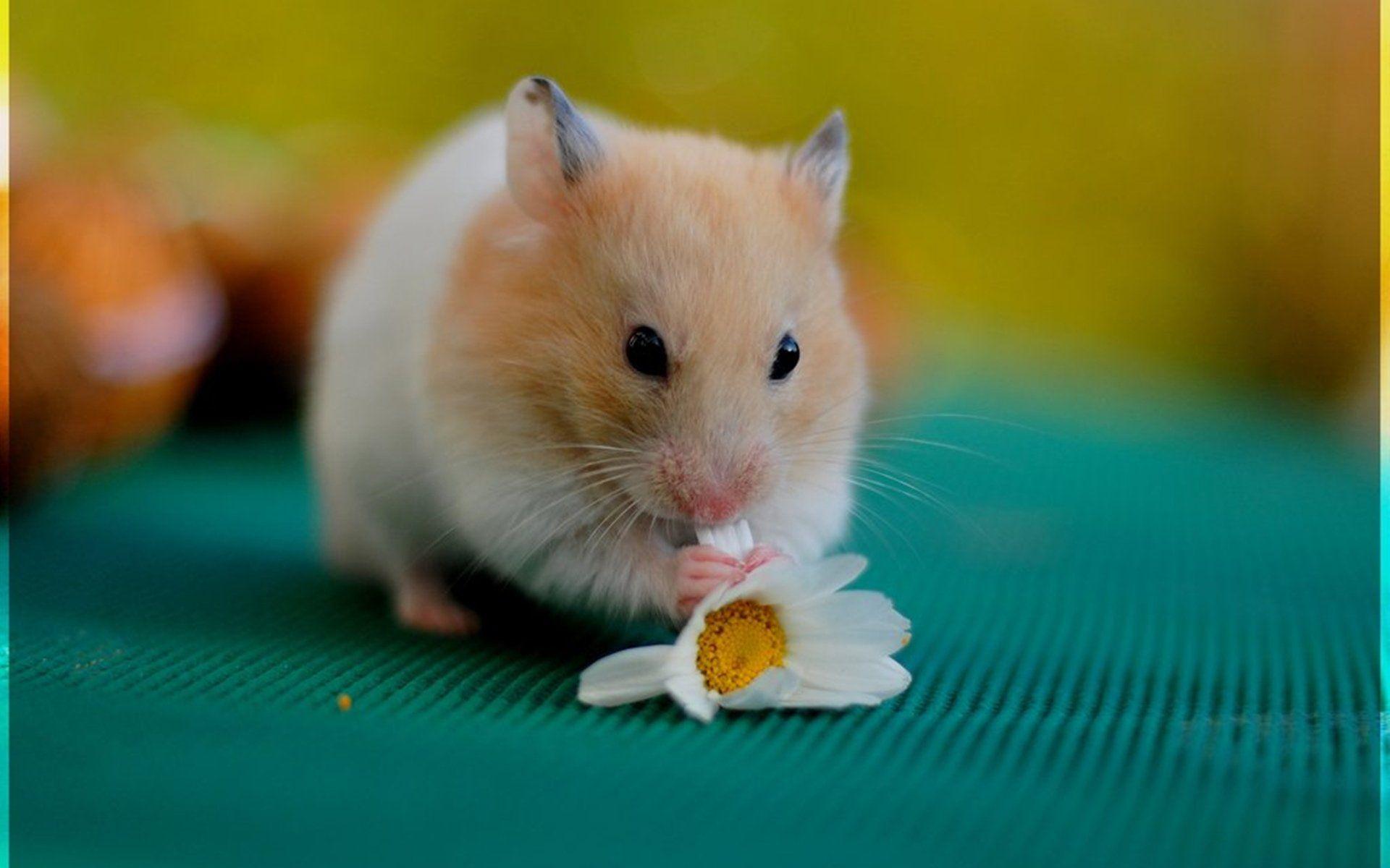 Cute Hamster Wallpapers