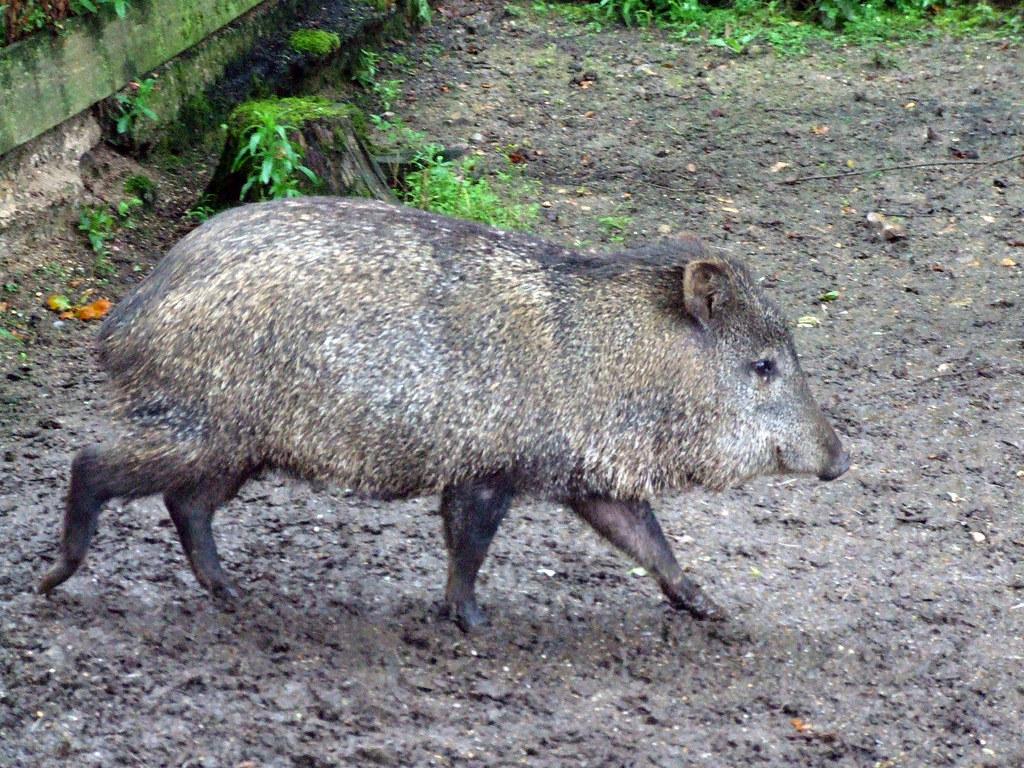 Pecari tajacu or Collared Peccary