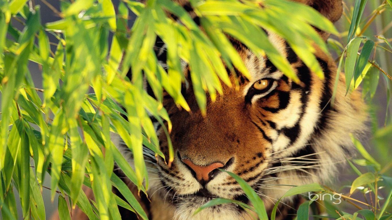 tiger wallpapers