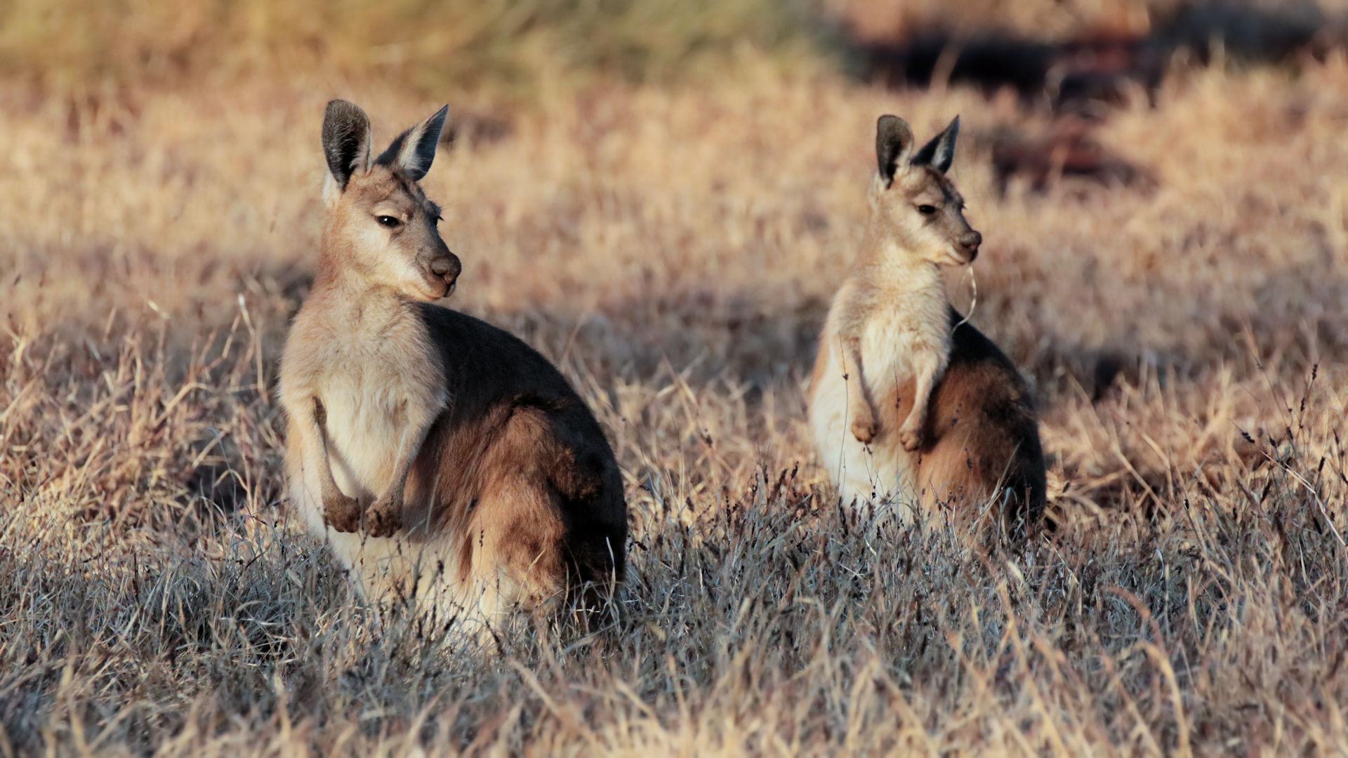 Common Wallaroo [Bushpea 4/6]