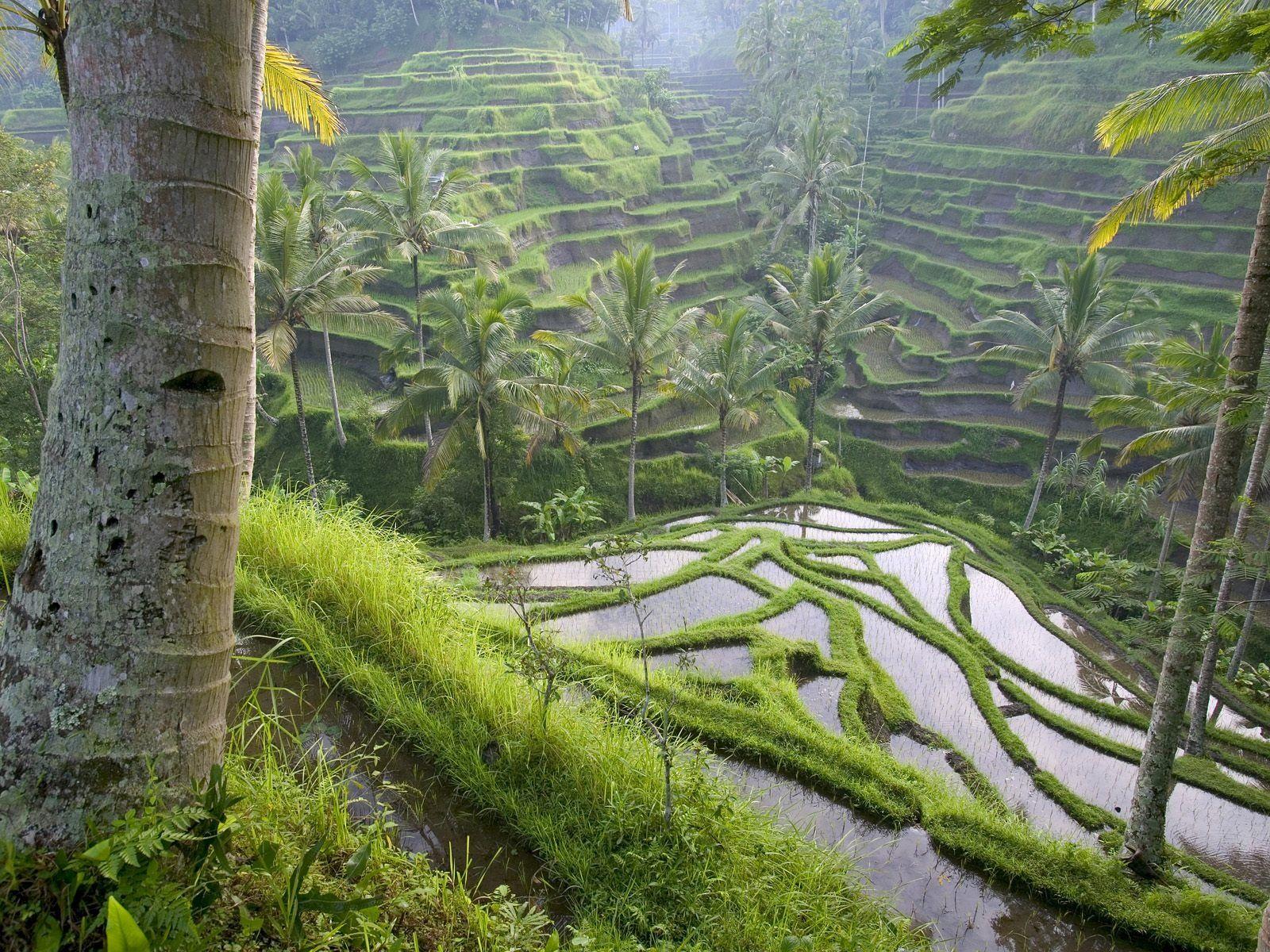 Beautiful green terraces