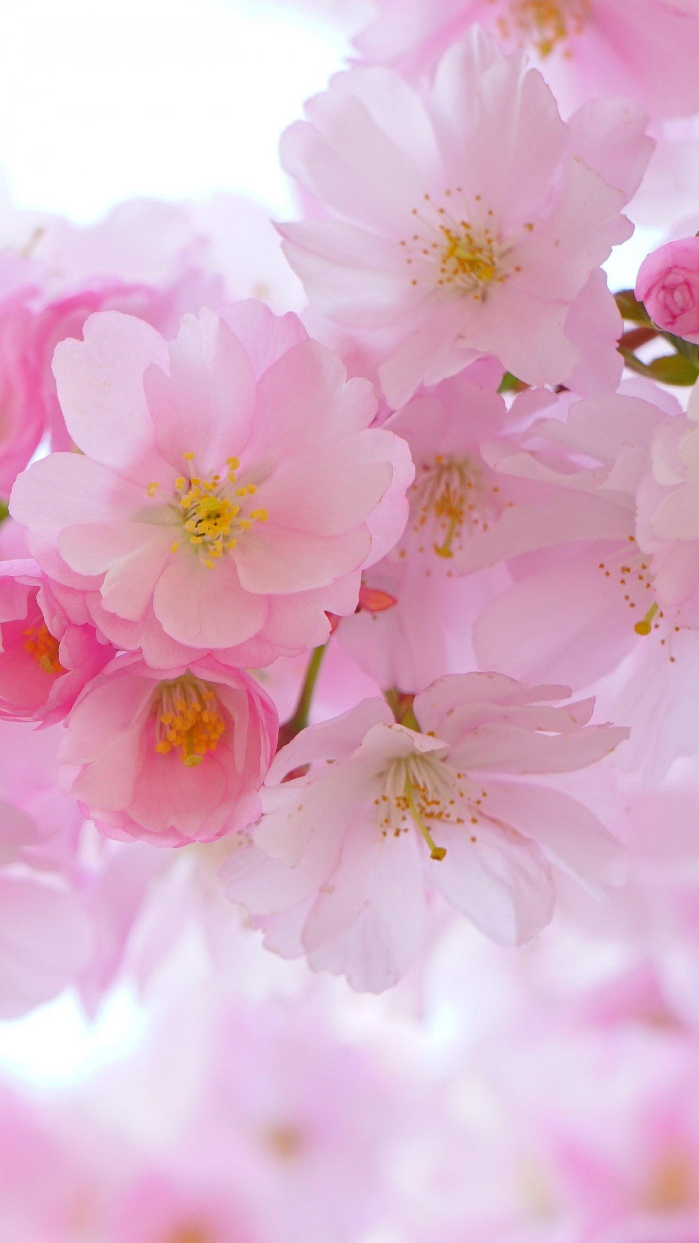 Cherry Blossom Wallpapers