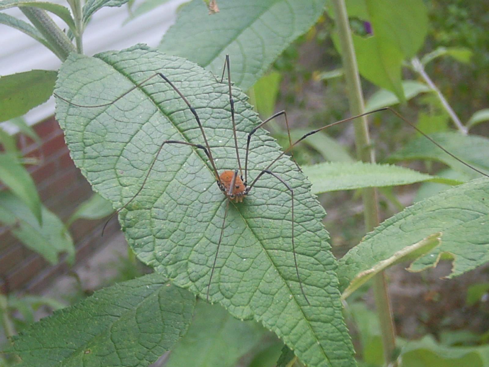 Free picture: daddy, long, leg, harvestman, spider, leaf