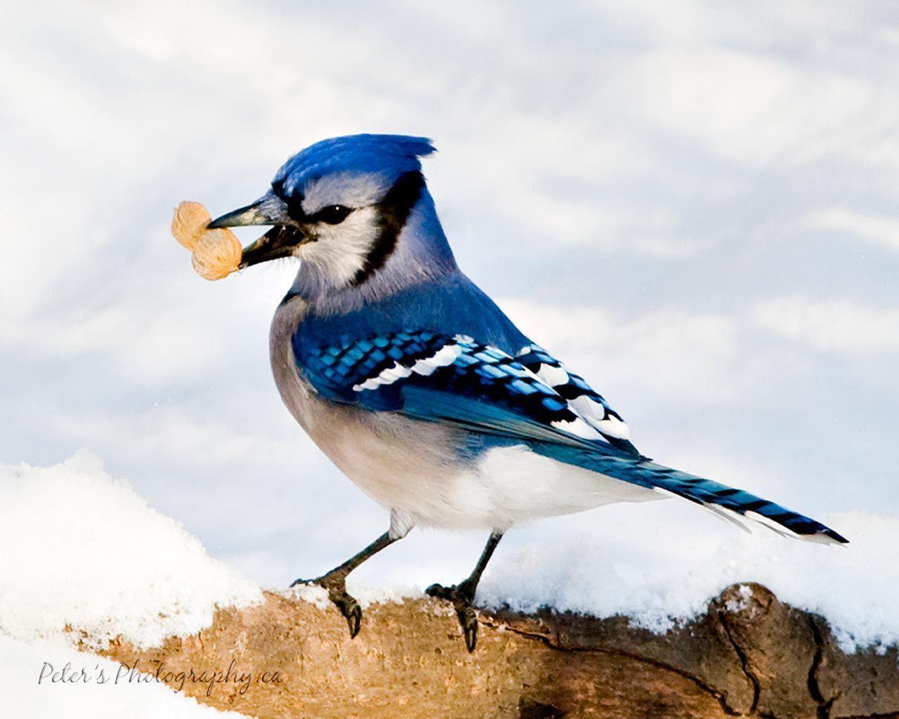 Wild life: Blue jay birds wallpapers