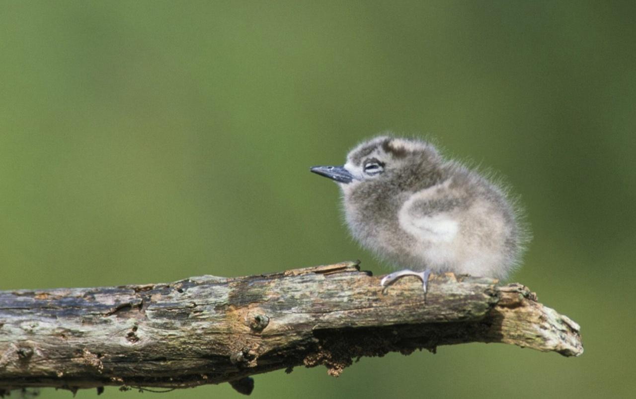 Tern Chick wallpapers