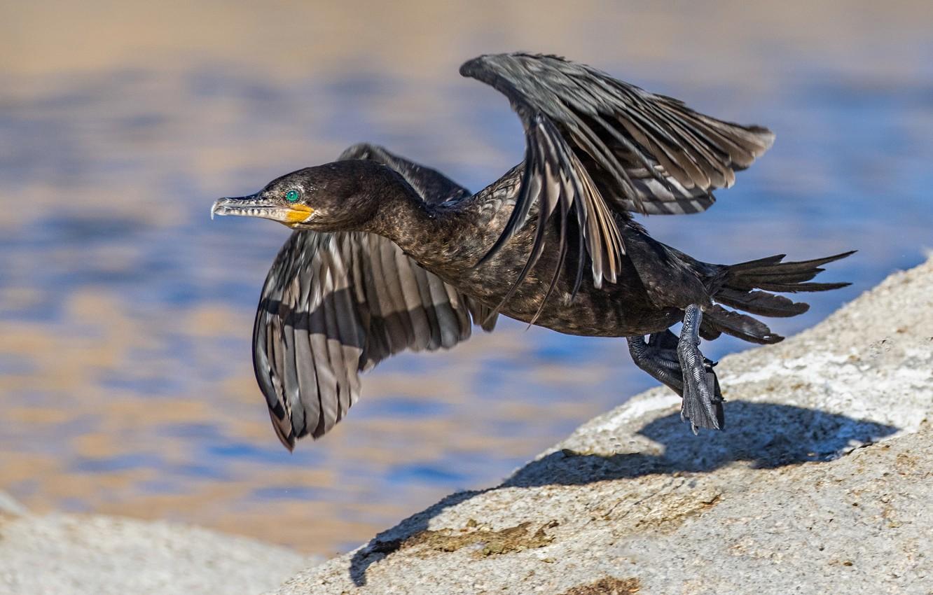 Wallpapers bird, wings, beak, start, cormorant image for