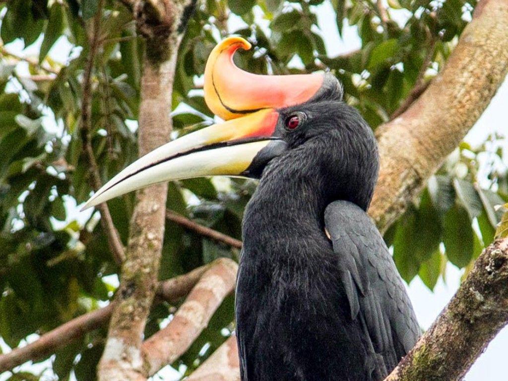 Rhinoceros Hornbill Head Great Beak : Wallpapers13