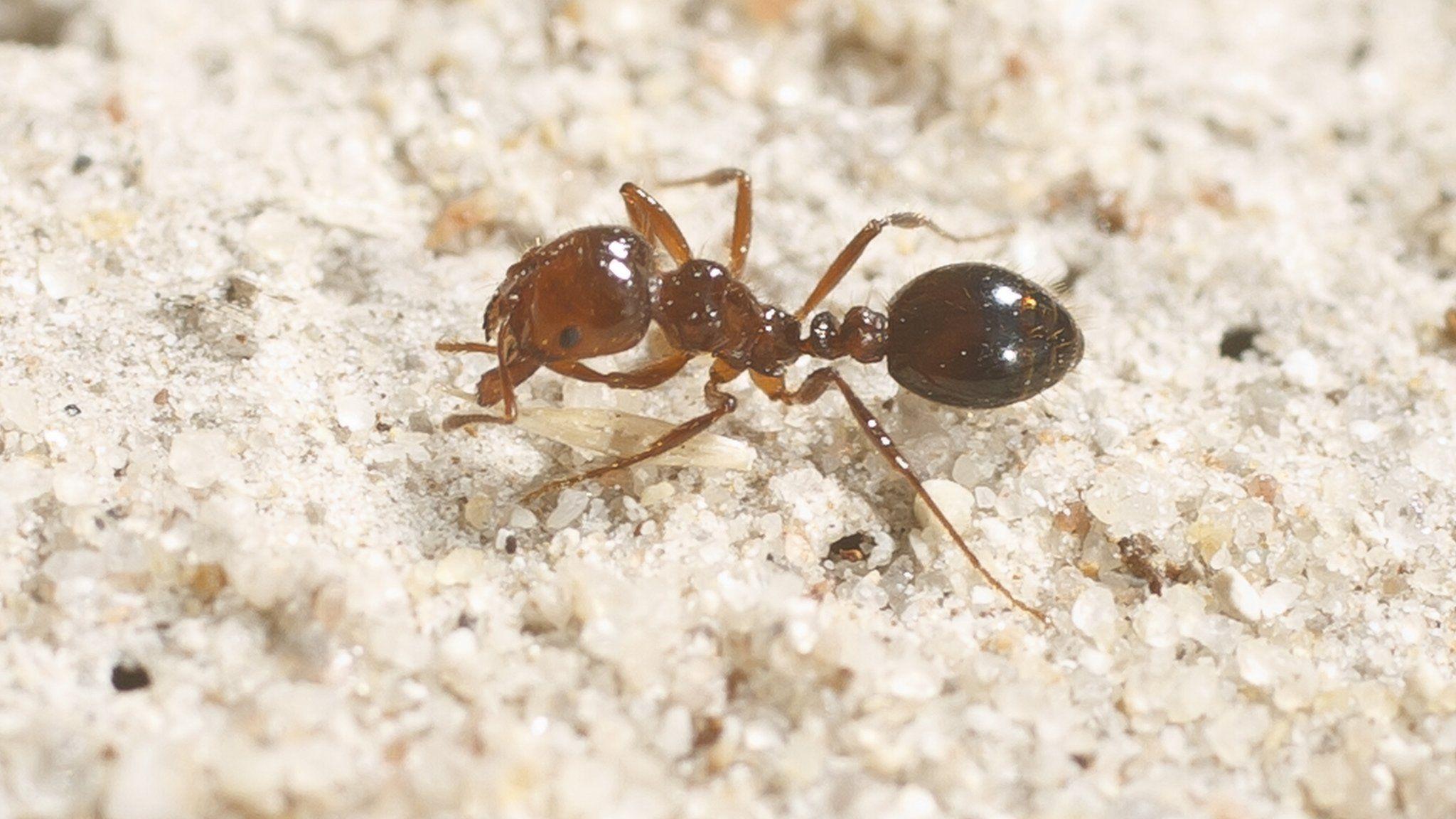 Floating fire ants form rafts in Houston floodwaters