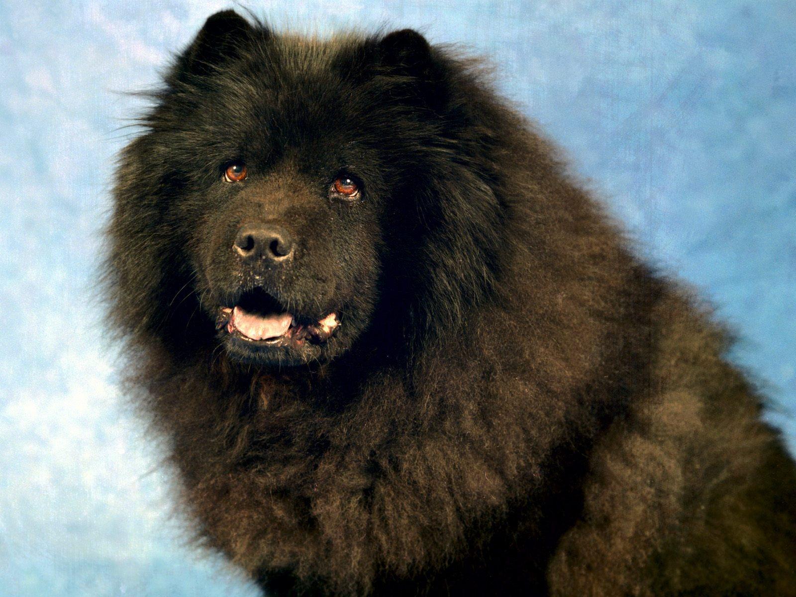 Black Chow Chow Wallpapers Dogs Animals Wallpapers in format for