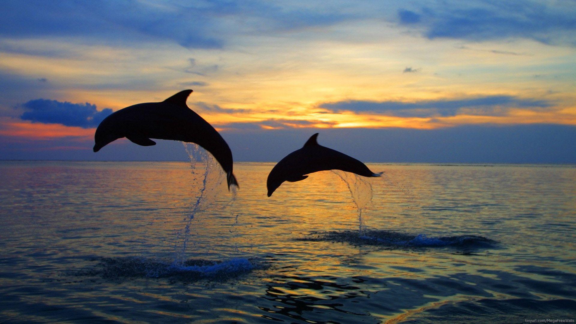 Dolphin Wallpapers 1 For Backgrounds HD