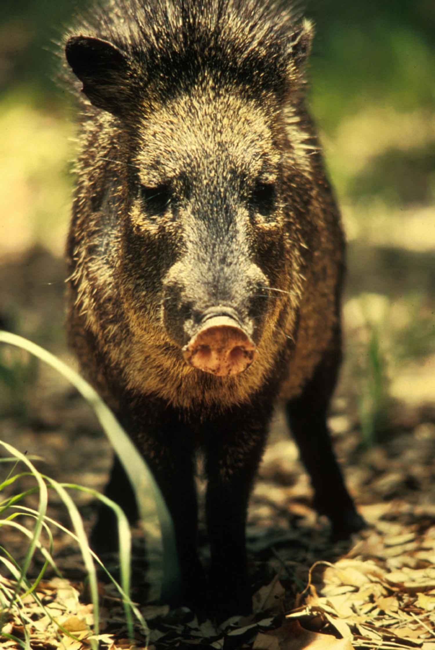 Free picture: peccary, javelina, wild, boar, skunk, pig