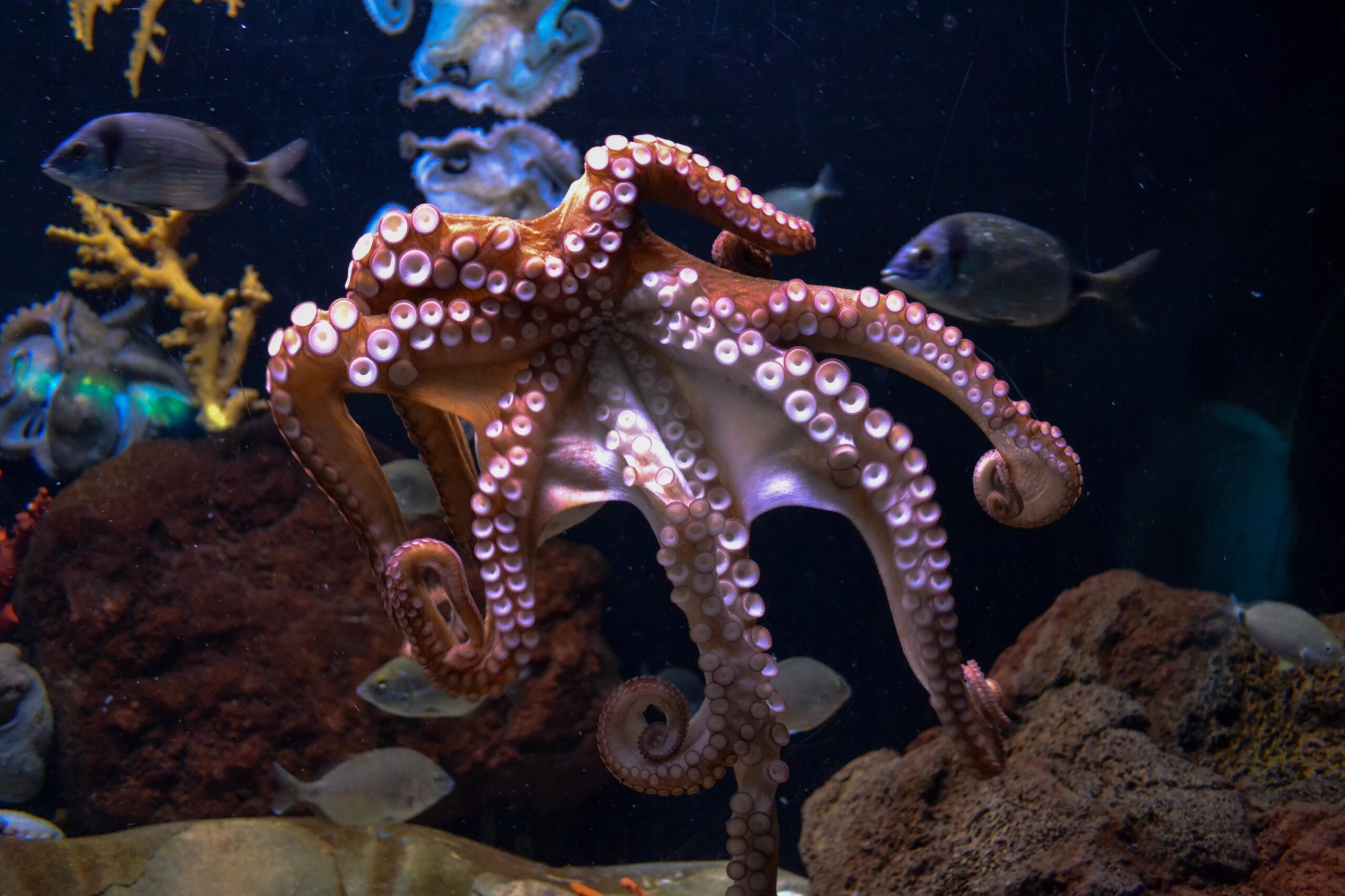 100+ Octopus Pictures [HD]