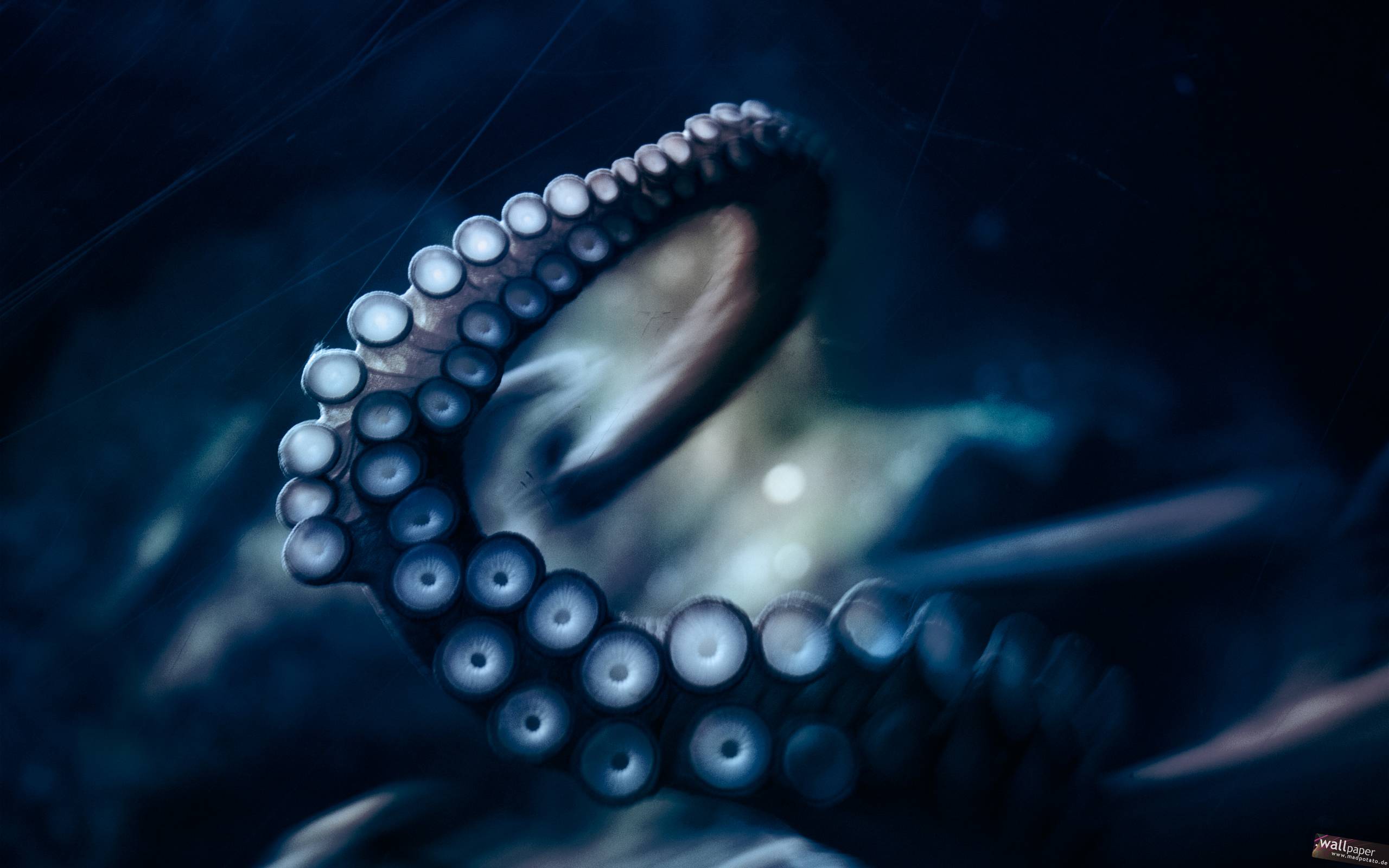 Octopus Photography HD wallpapers « HD Wallpapers