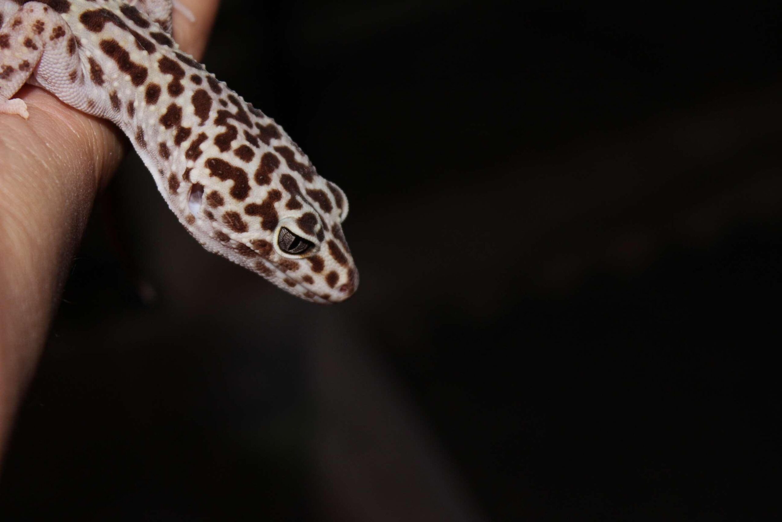 3107396 black, black background, gecko, leopard gecko