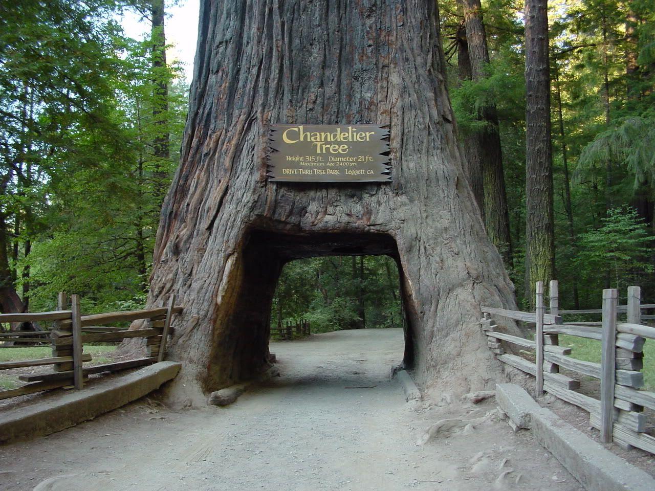 Redwood National Park