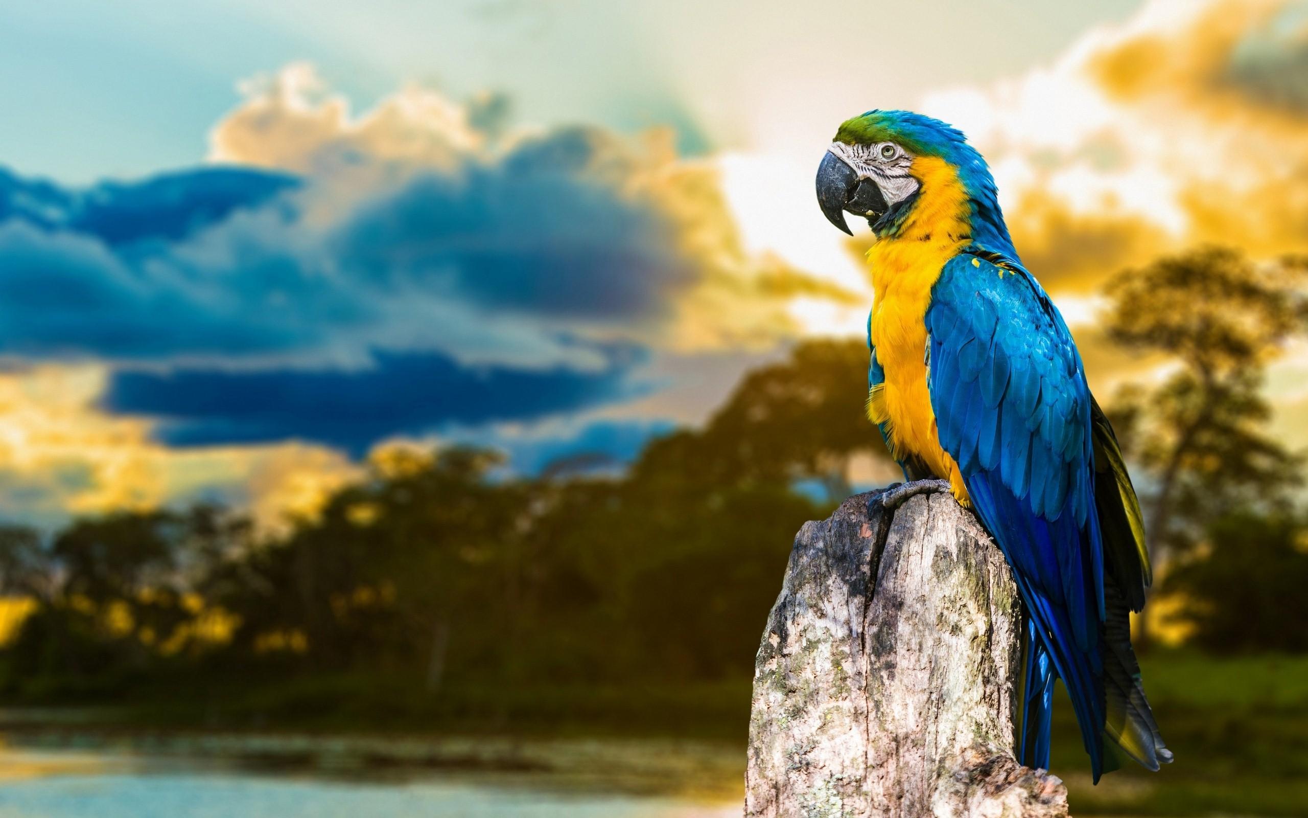 Macaw Parrot HD Wallpapers