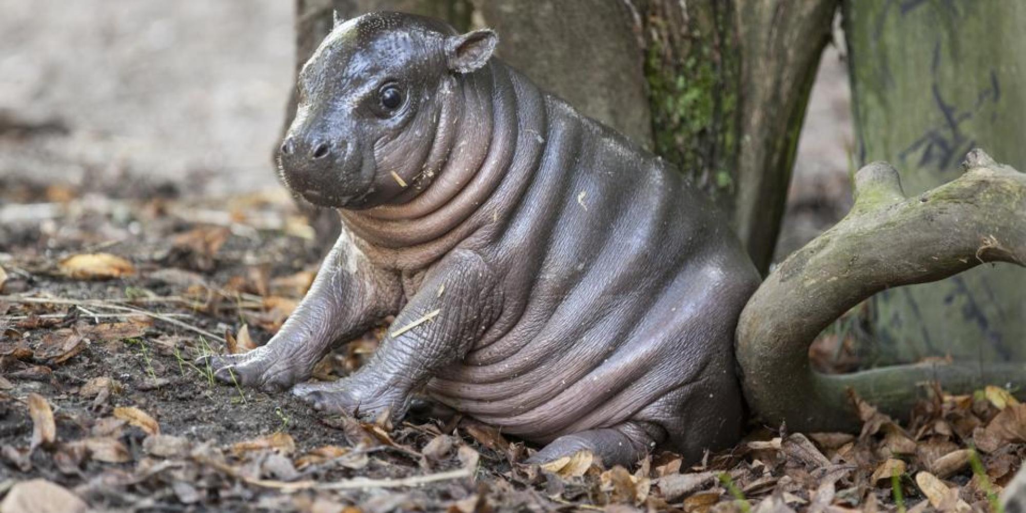 Pygmy hippopotamus HD Wallpapers