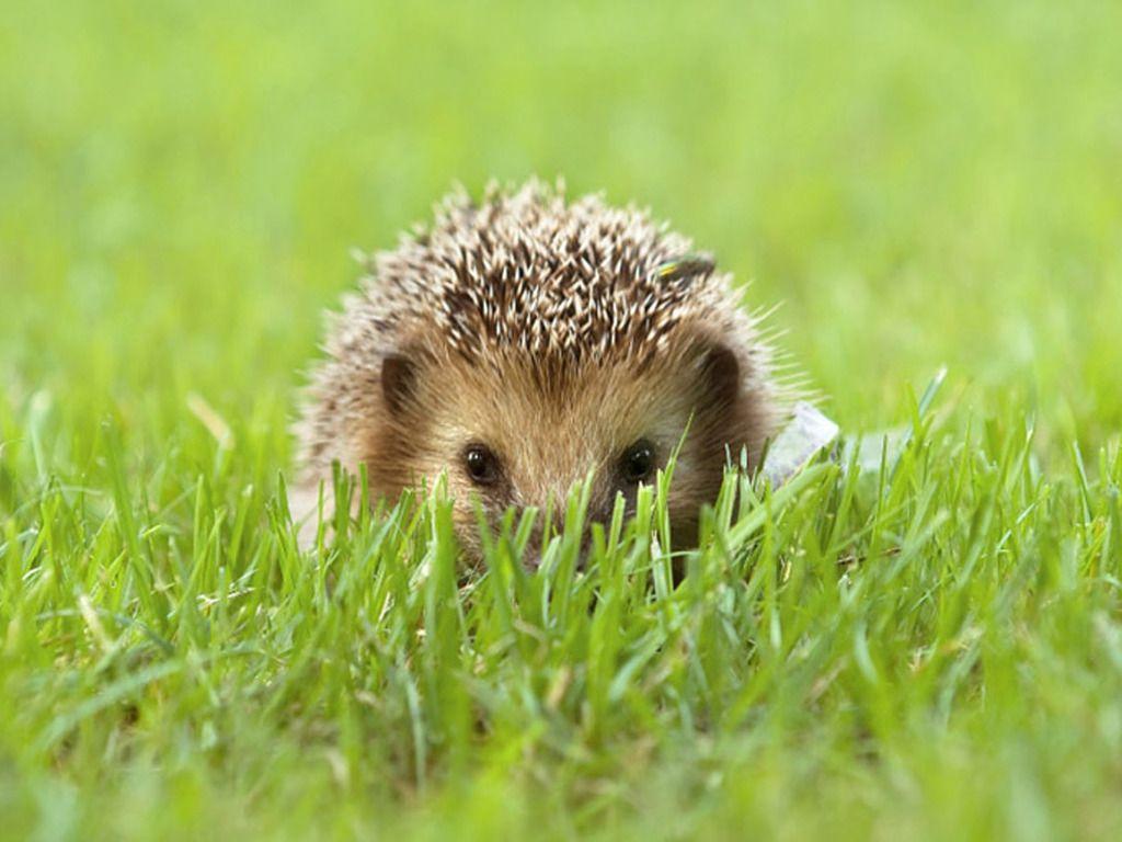 Cute Hedgehog wallpapers