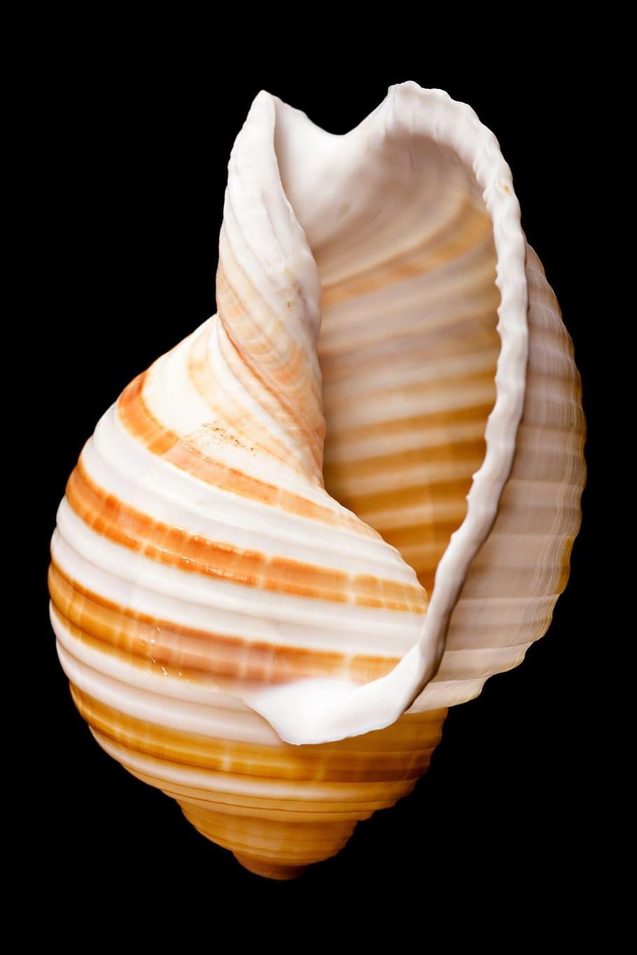 Cockle shell 1080P, 2K, 4K, 5K HD wallpapers free download