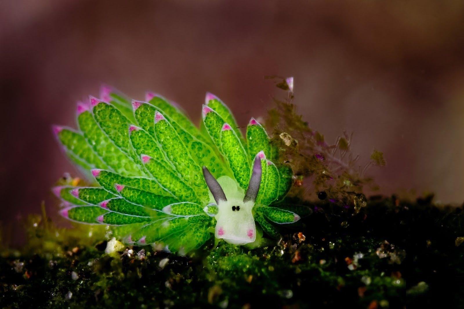 free high resolution wallpapers sea slug