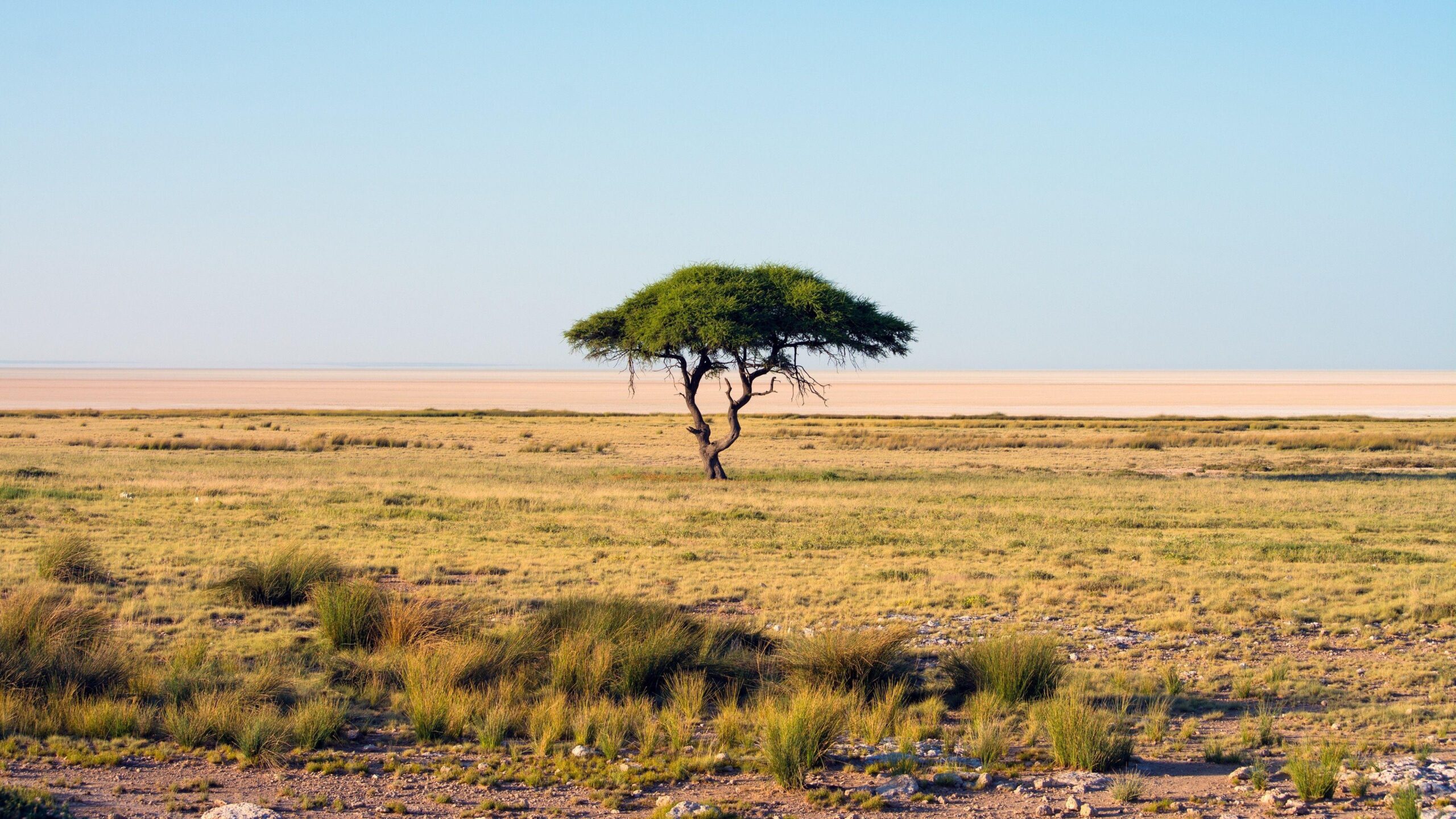 nature, Namibia, Trees, Landscape, Savannah, National park, Africa