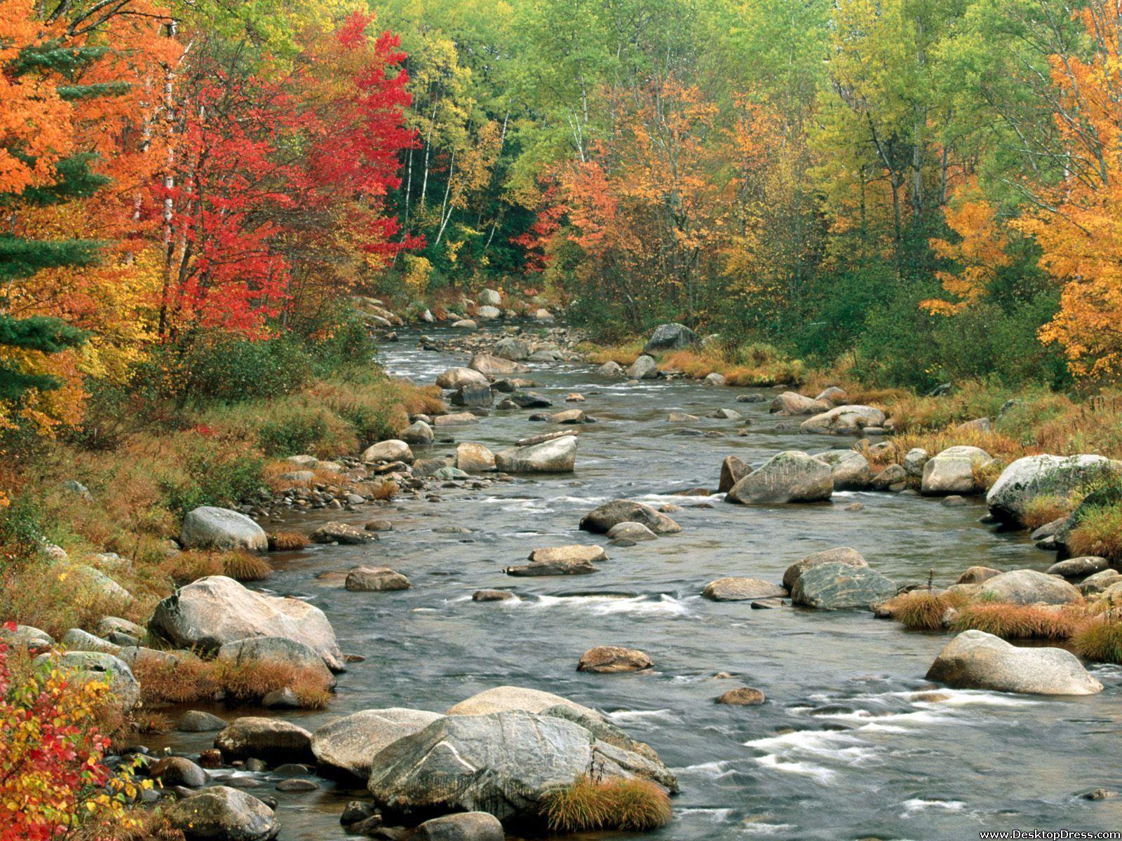 Desktop Wallpapers » Natural Backgrounds » Autumn Colors, White