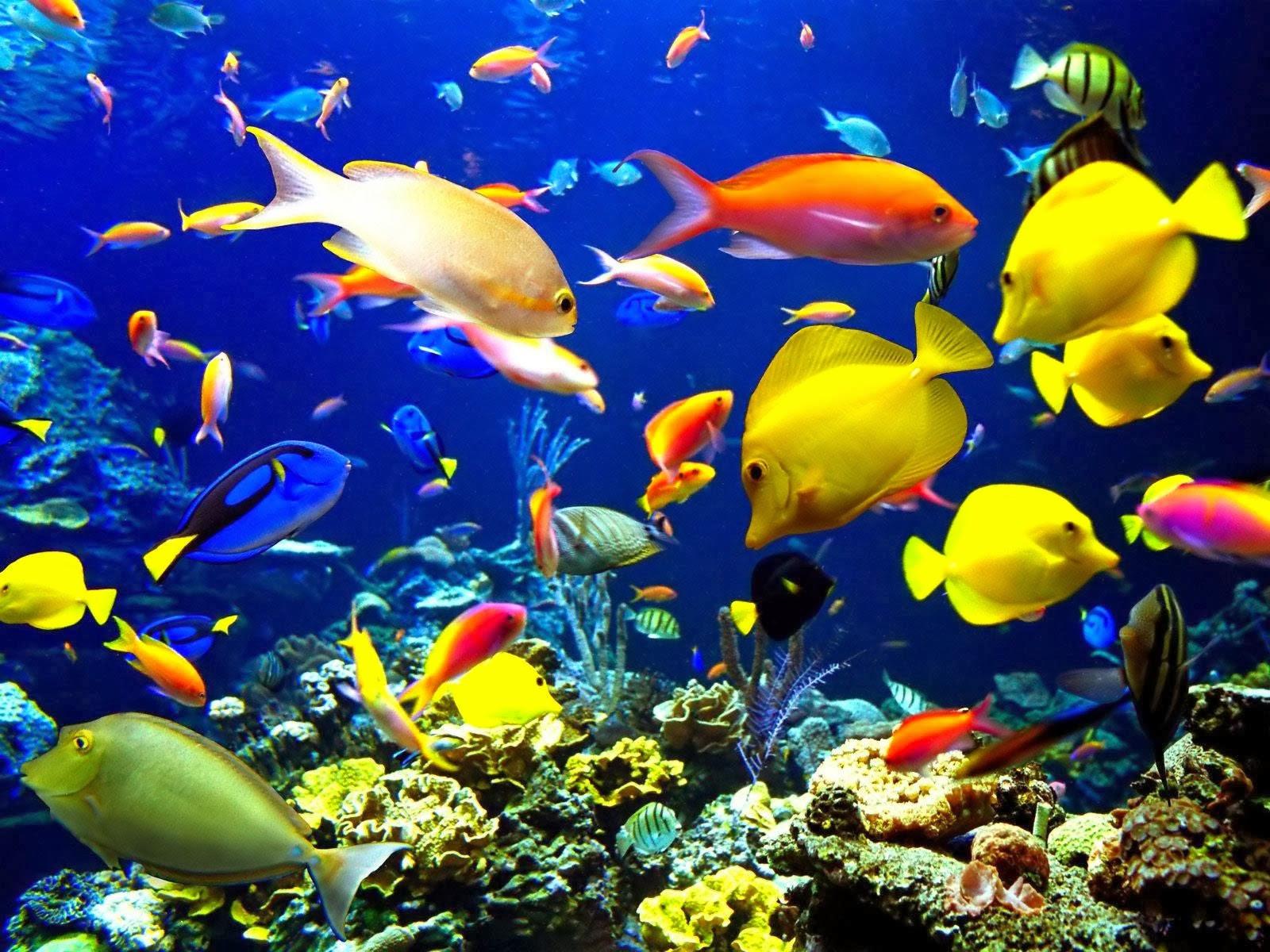 Aquarium Back Wallpapers Incredible Hd Aquarium Backgrounds