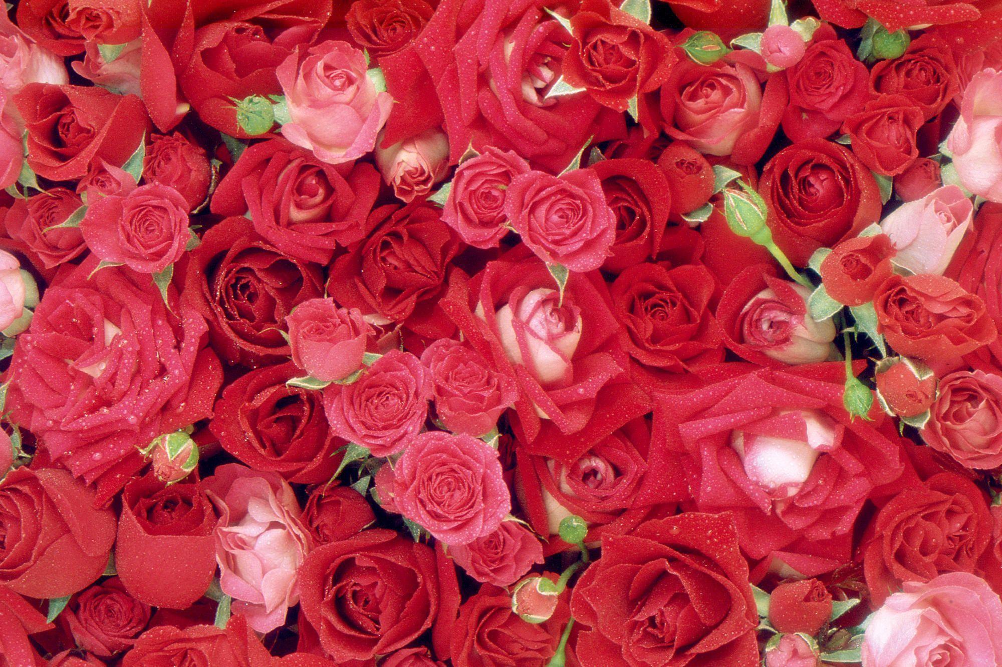 Beautiful Roses Wallpapers ~ HD