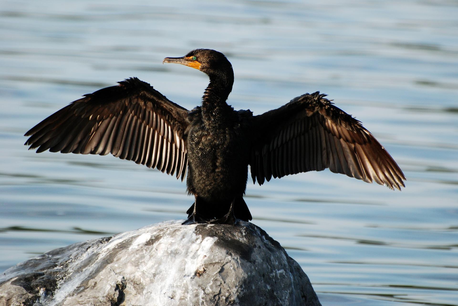 Cormorant Wallpapers HD for Android