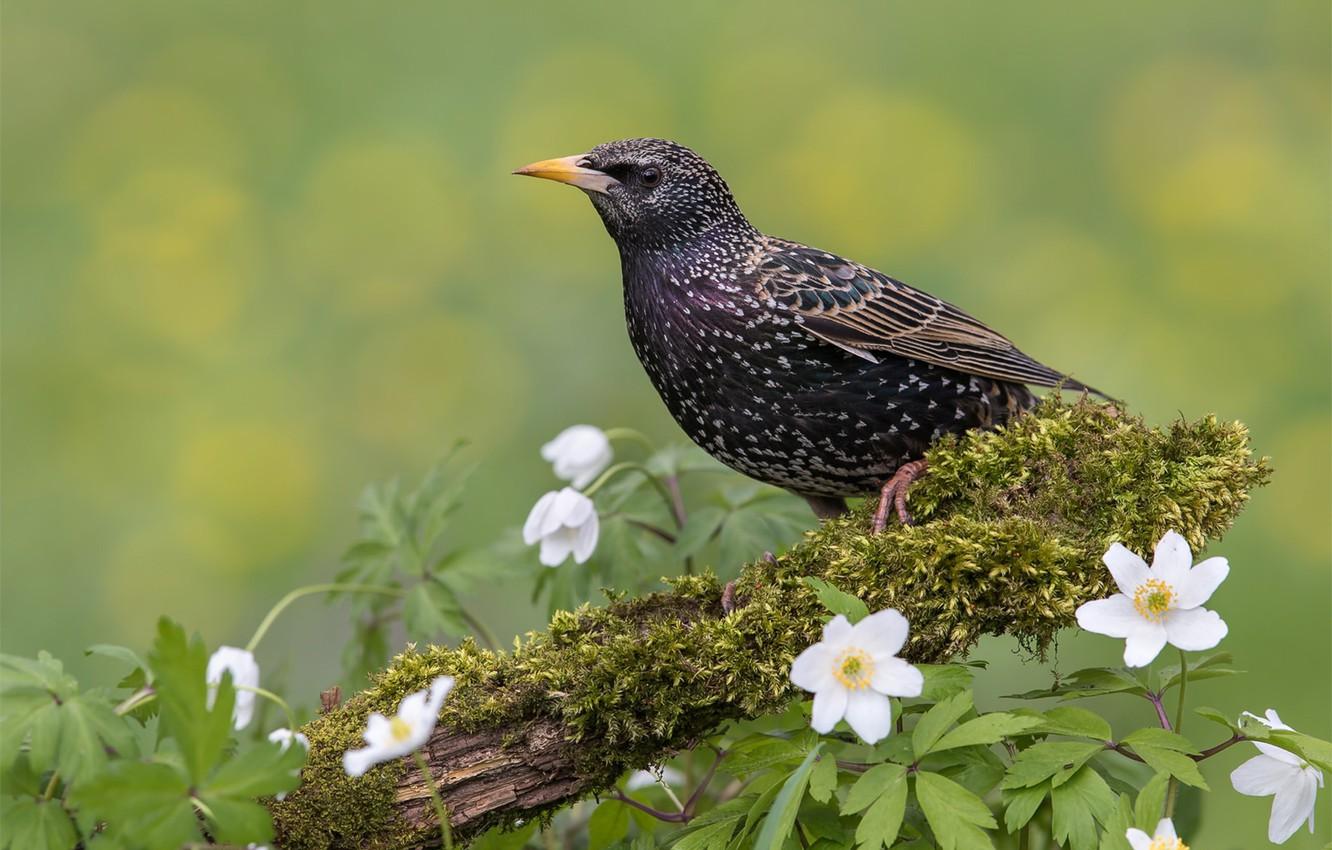 Wallpapers flowers, background, bird, Starling image for